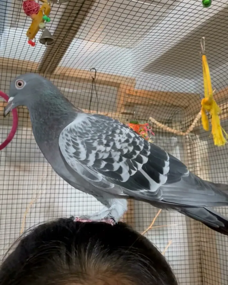 A pigeon who stayed with us