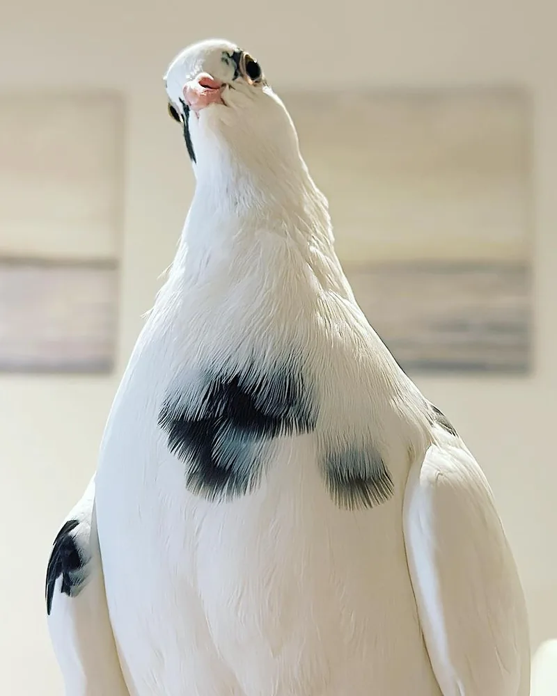 A pigeon who stayed with us