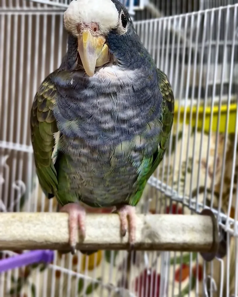 A Pionus who stayed with us