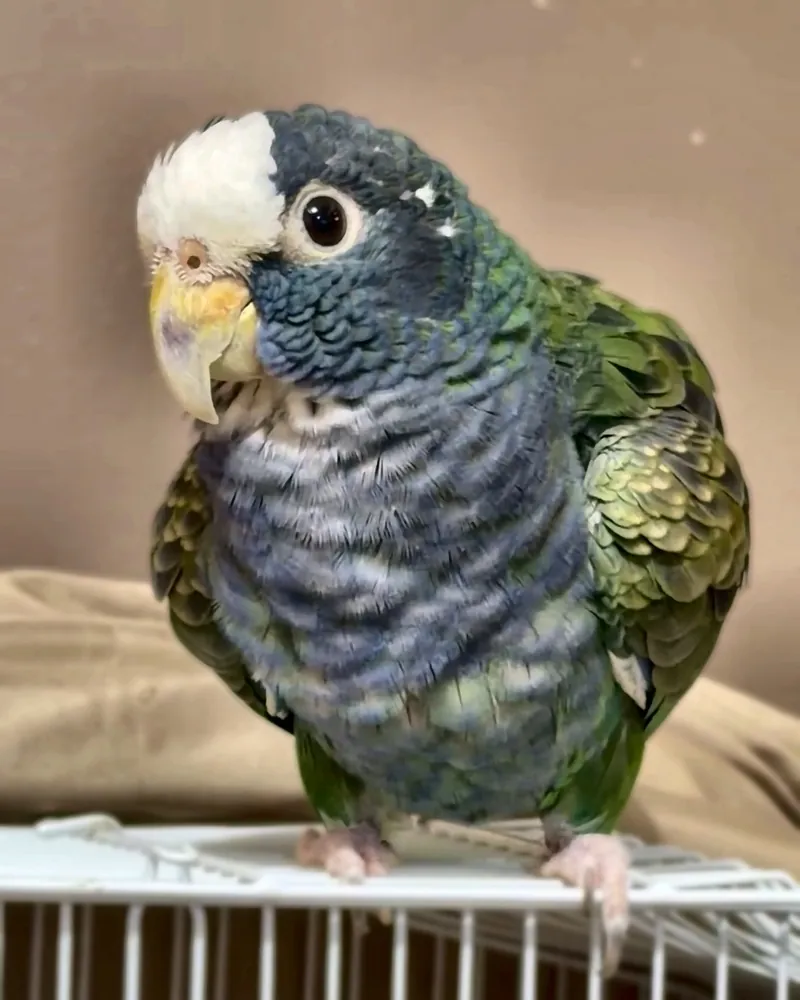 A Pionus who stayed with us