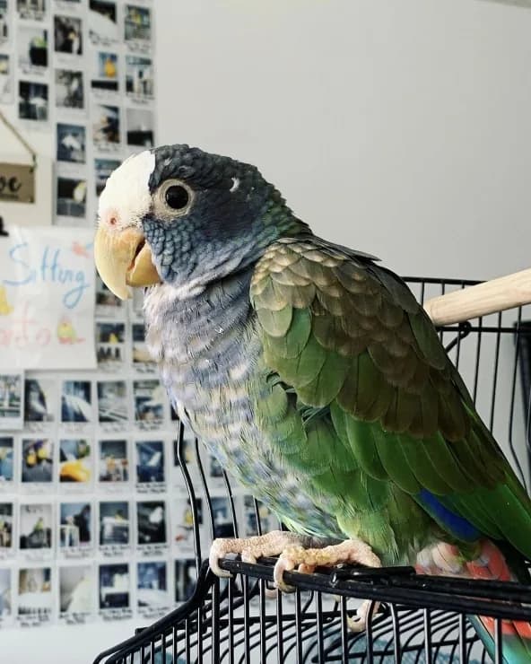 A Pionus who stayed with us