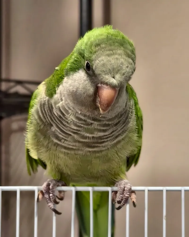 A quaker parrot who stayed with us