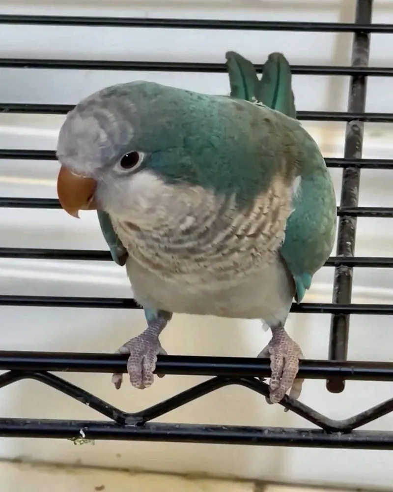 A quaker parrot who stayed with us