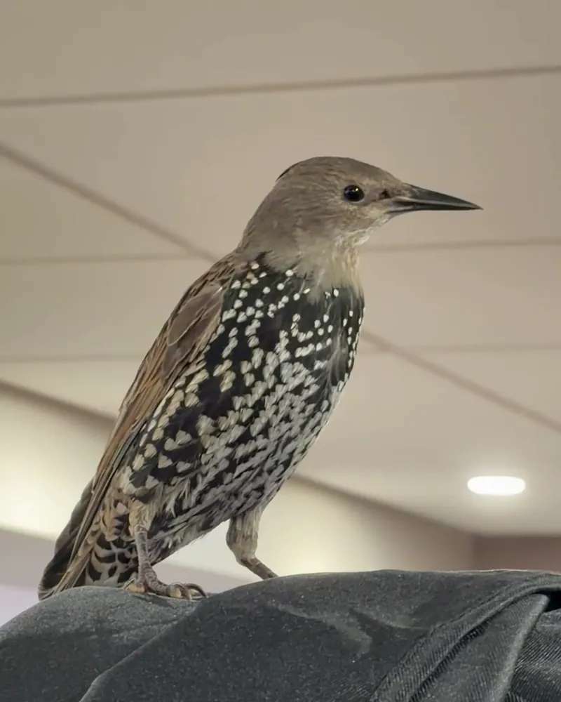 A starling who stayed with us
