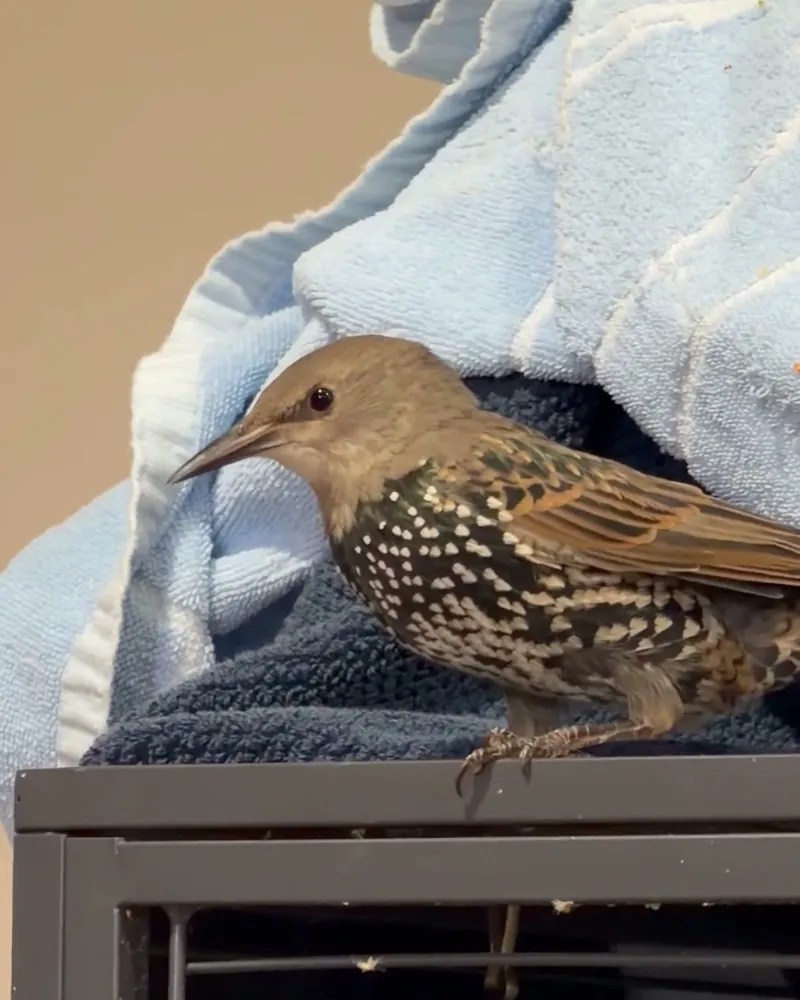 A starling who stayed with us