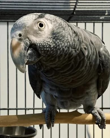 A Timneh African grey who stayed with us