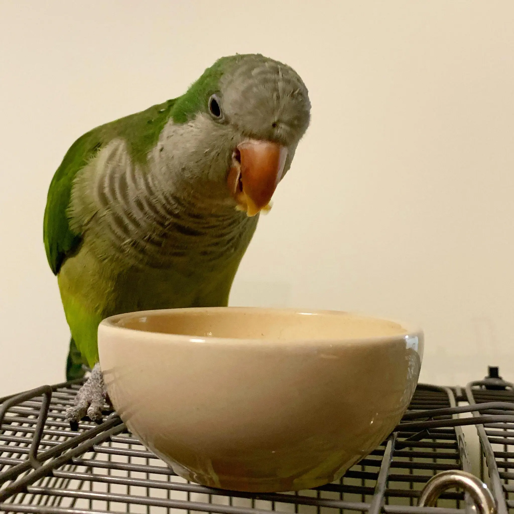 A quaker parrot beside its food bowl, looking at the camera