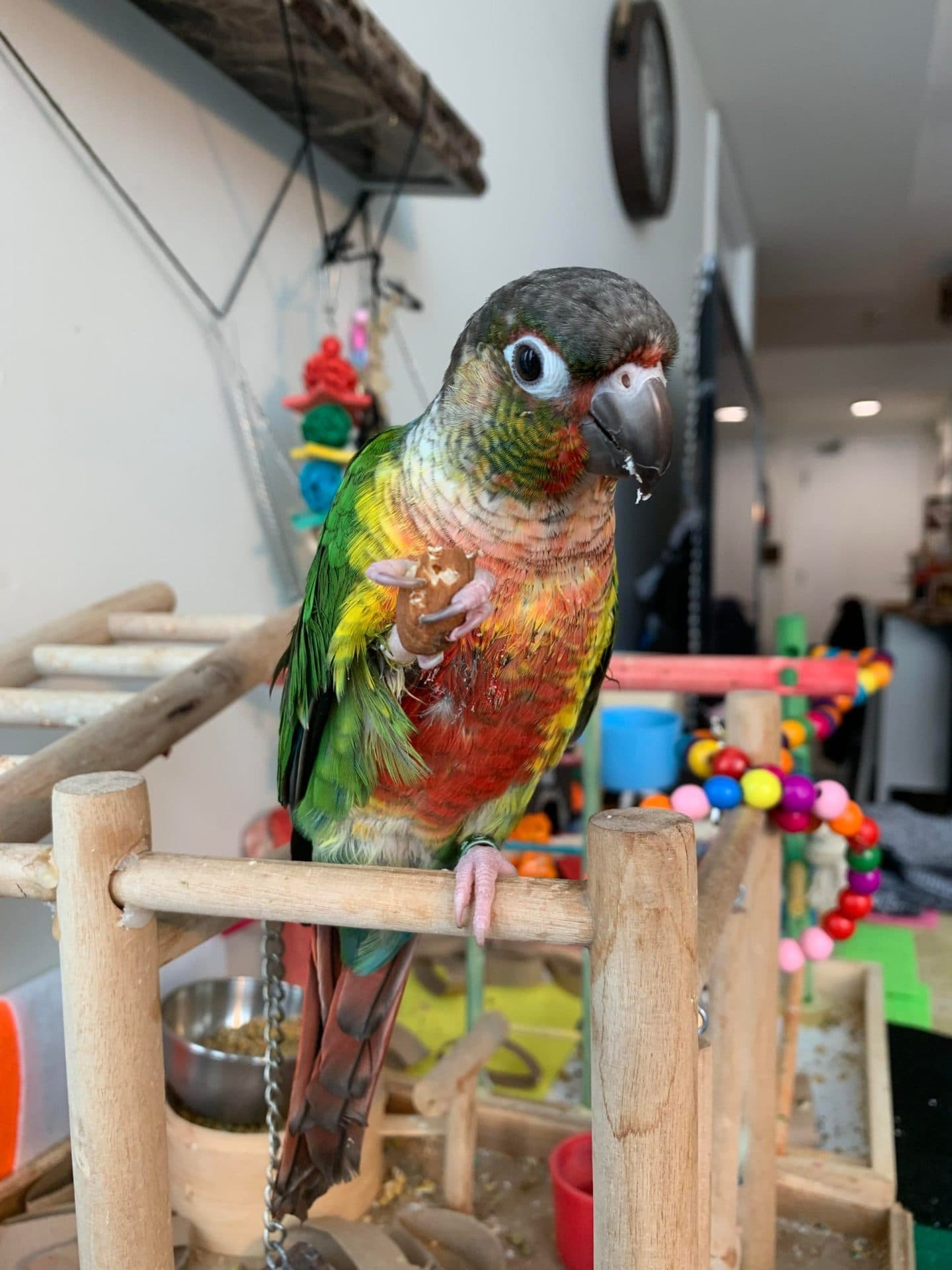 A green-cheeked conure on a wooden play stand, surrounded by toys