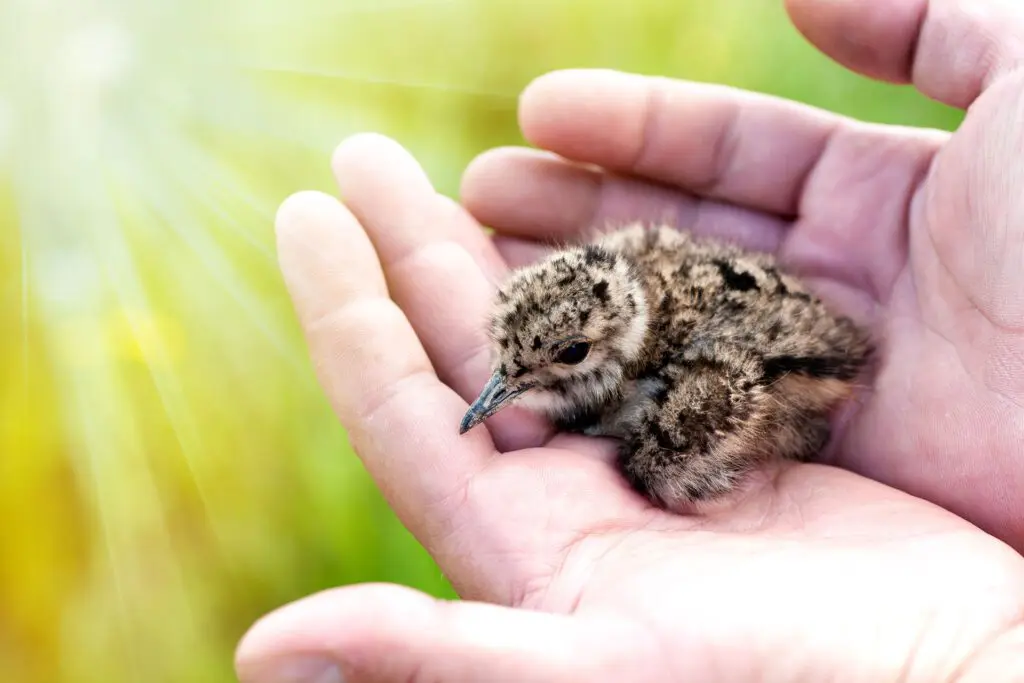 A chick held safely in two cupped hands