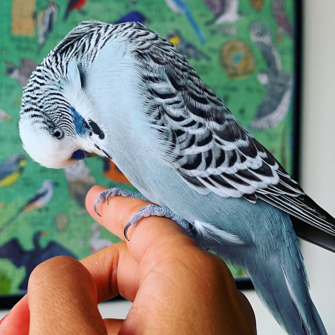 A blue budgie perched on a finger, its claws curled around it