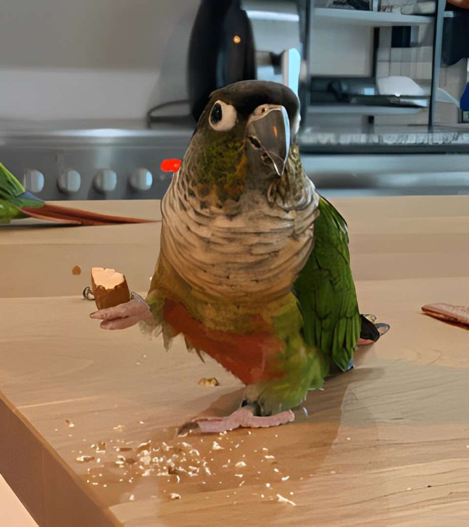 A green-cheeked conure on the kitchen counter at Bird Sitting Toronto, holding a piece of nut