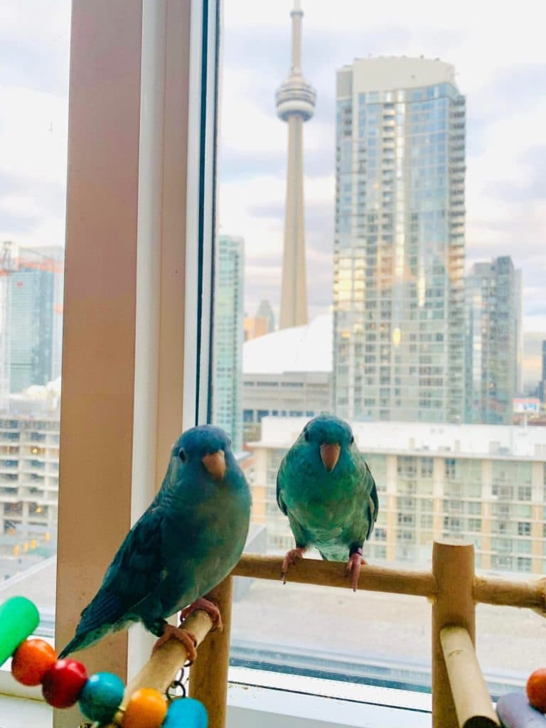 Two parrotlets on a perch by a window with the CN Tower behind them