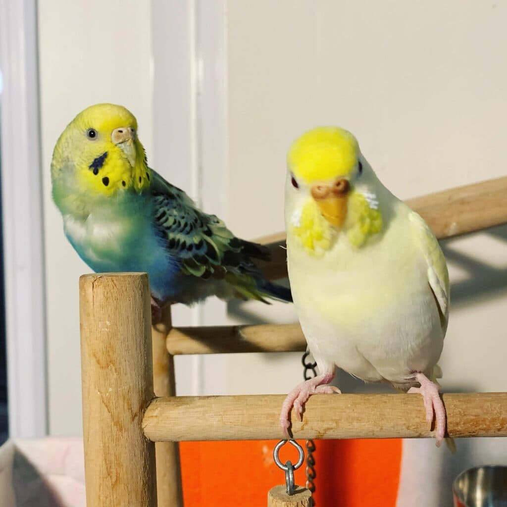 Budgies, a guest at Bird Sitting Toronto