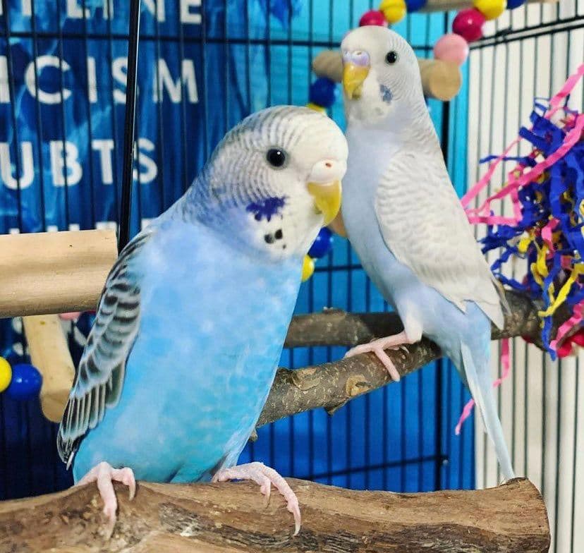 Budgies, who stayed with us