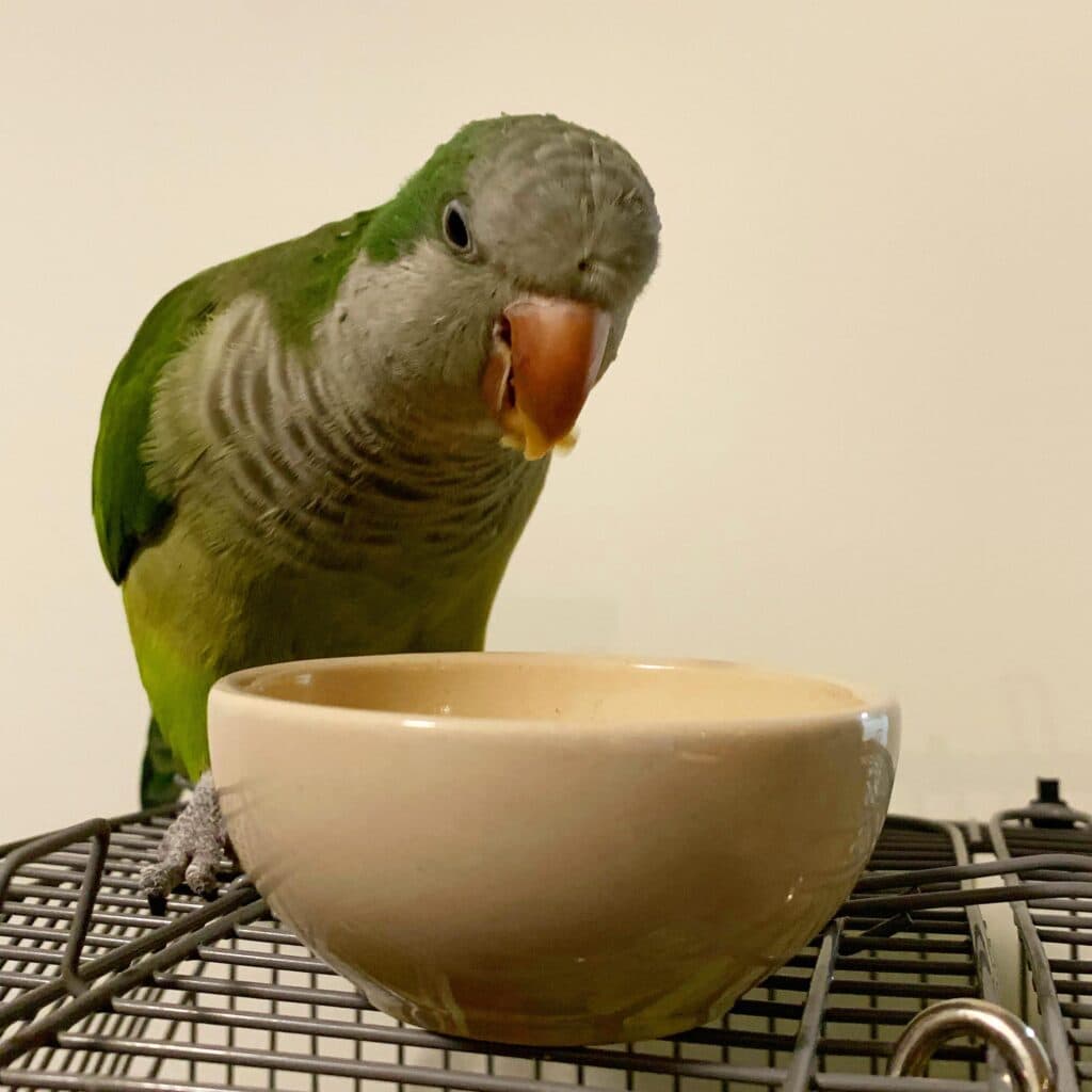 Quaker Parrot, who stayed with us
