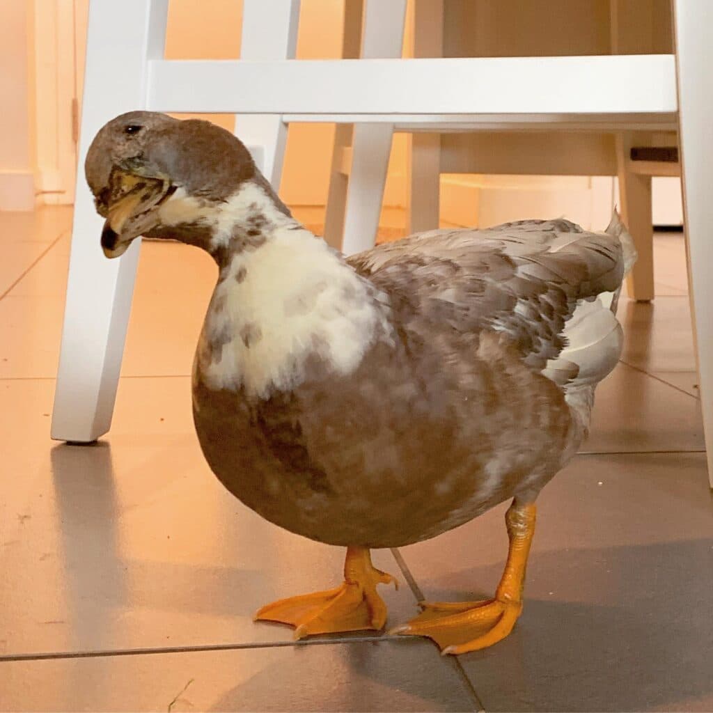 Duck, a guest at Bird Sitting Toronto