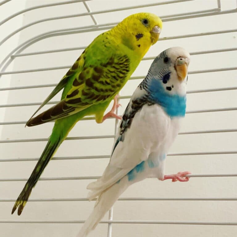Two budgies perched on a cage