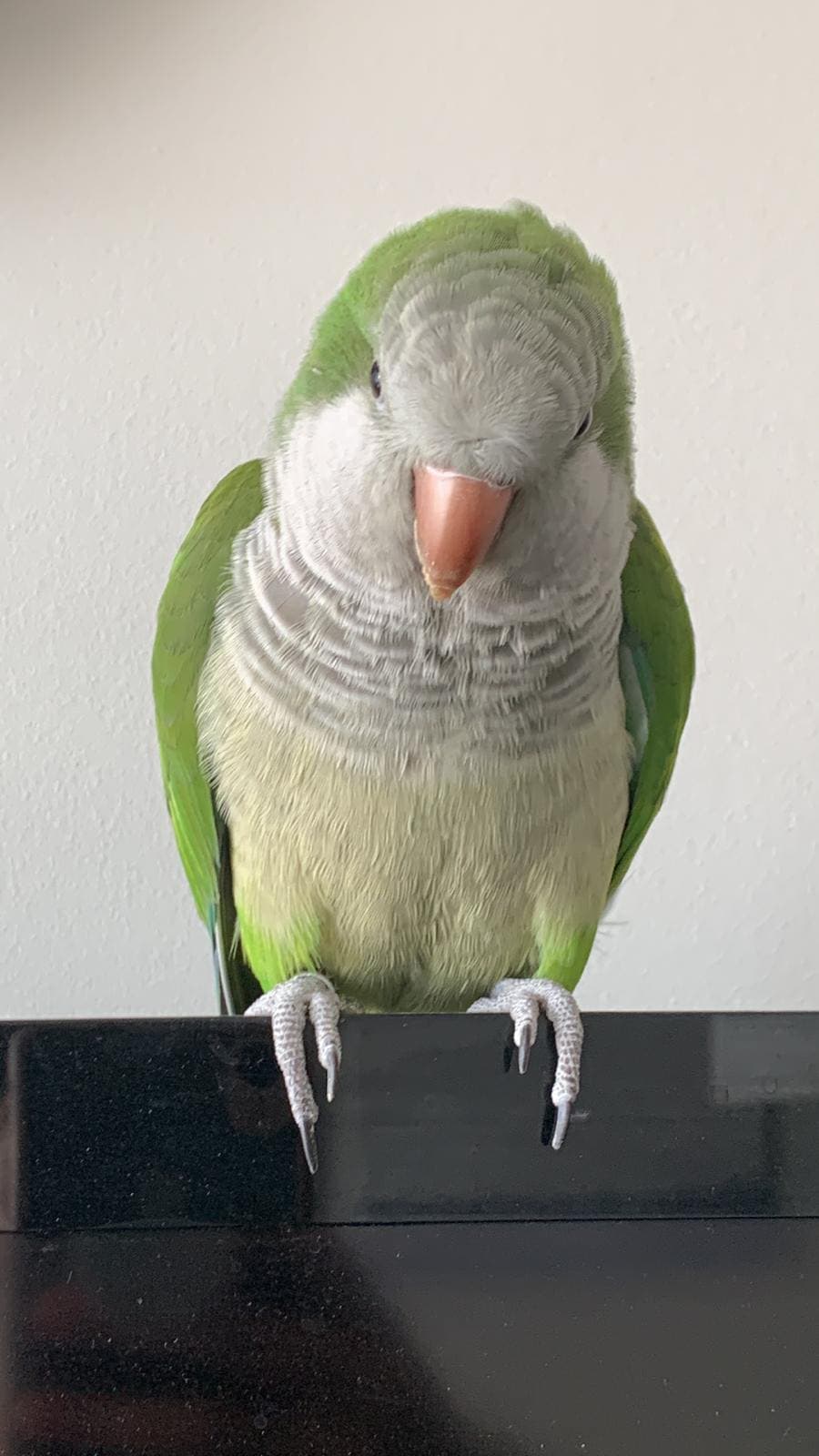 conure bird
