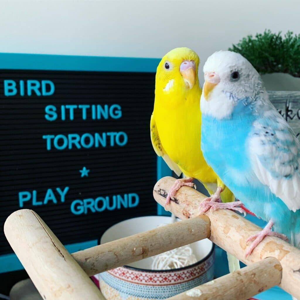Budgies, one of the birds Bird Sitting Toronto has looked after