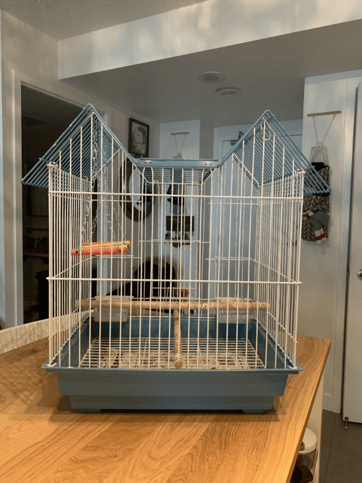 Back of Matcha's House