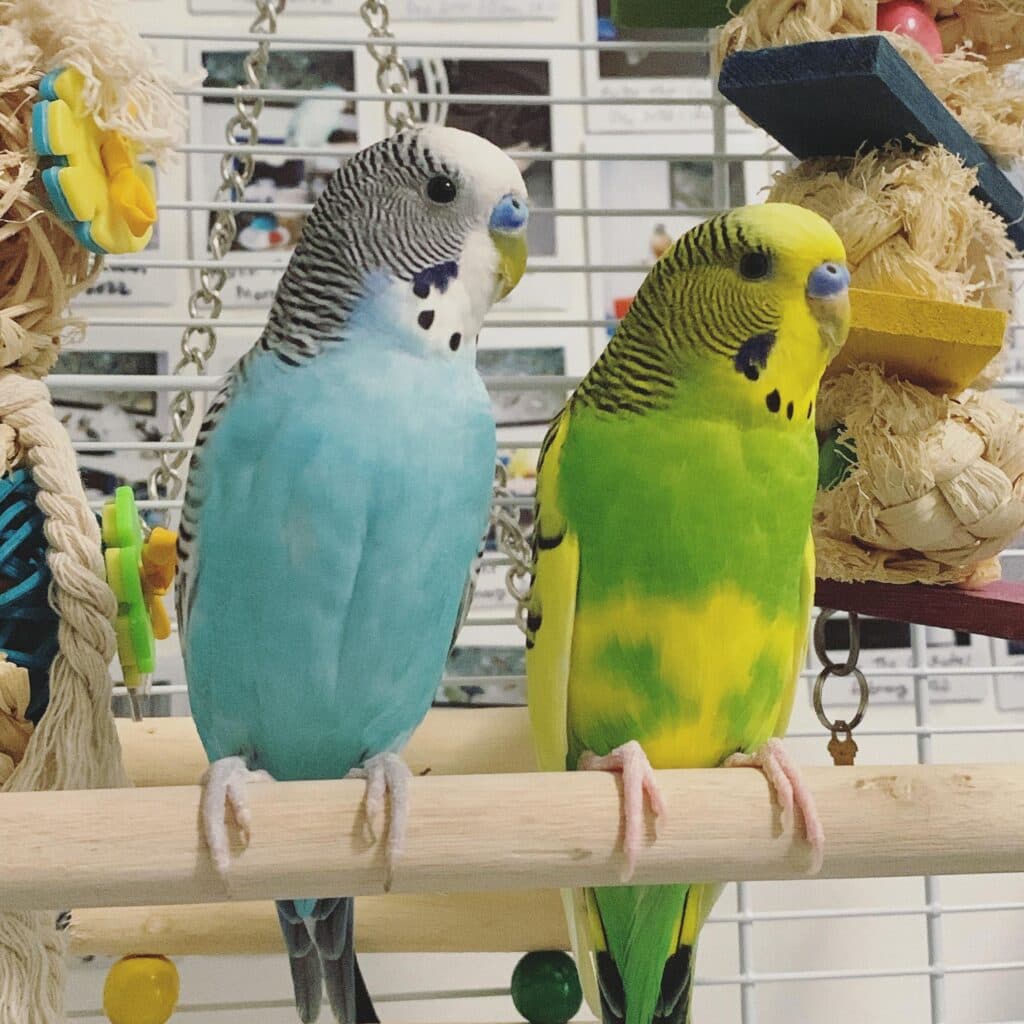 Two budgies on a perch among their toys
