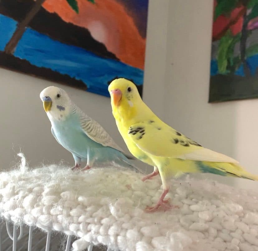 Budgies, who stayed with us