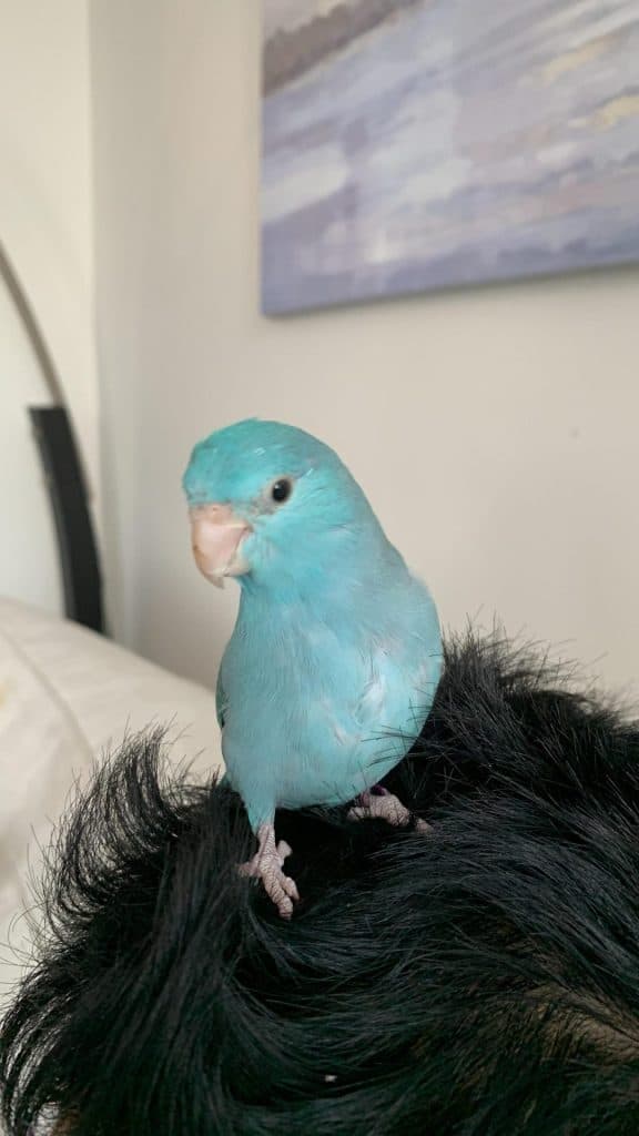 A parrotlet who stayed with us