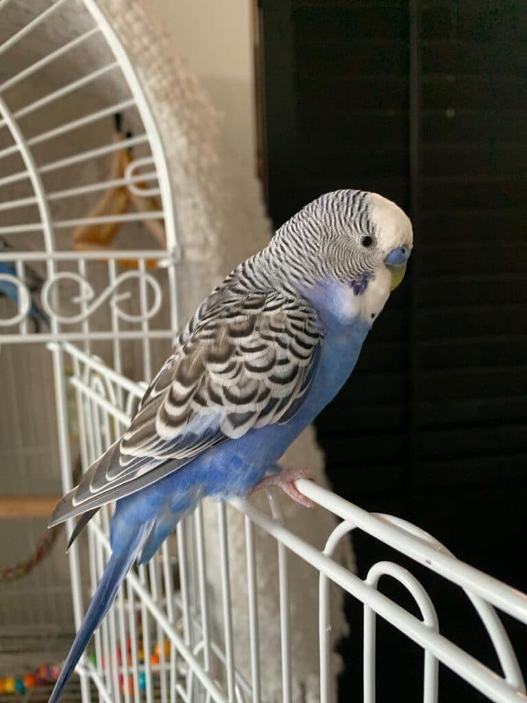 Budgie, who stayed with us