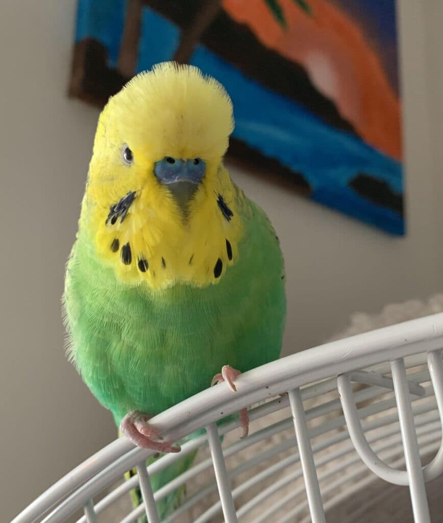 A budgie, a guest at Bird Sitting Toronto