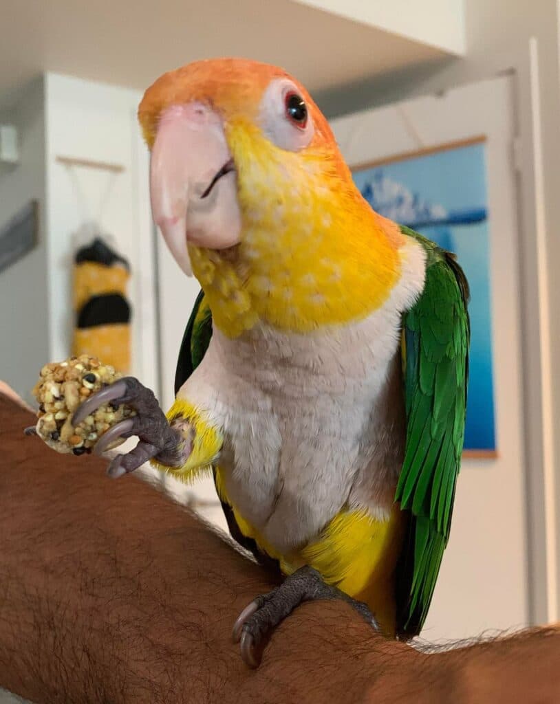 A caique who stayed with us