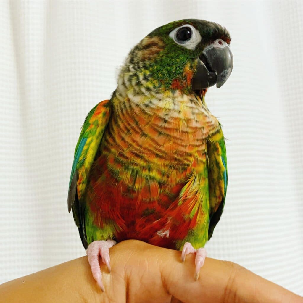Conure, who stayed with us