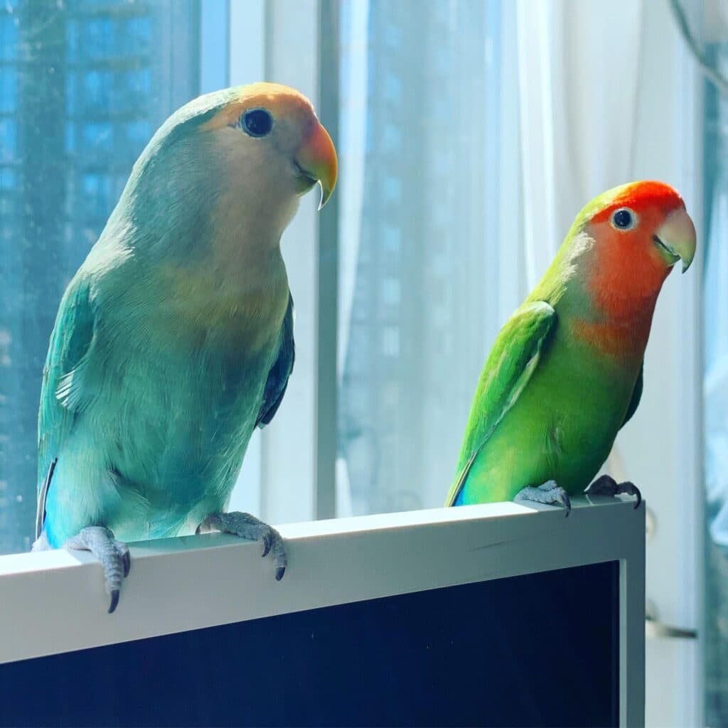 Lovebirds, one of the birds Bird Sitting Toronto has looked after