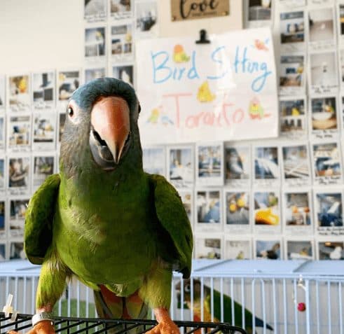 A parrot who stayed with us