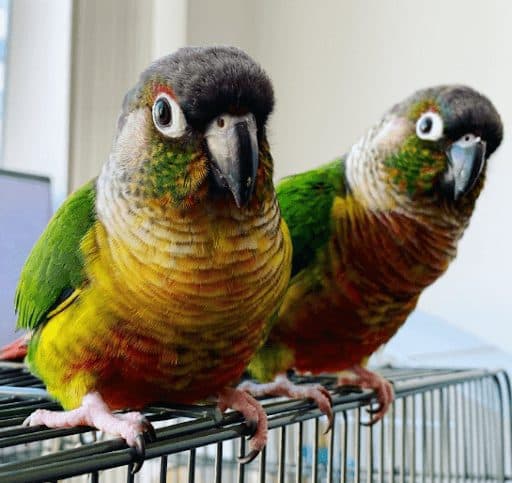 Conure, who stayed with us