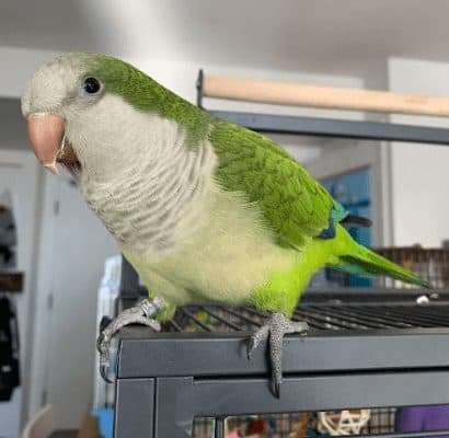 Quaker Parrot, who stayed with us
