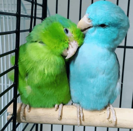 Parrotlets, who stayed with us