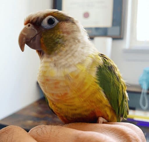 A conure who stayed with us