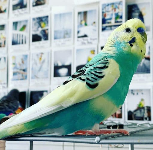 Budgie, who stayed with us