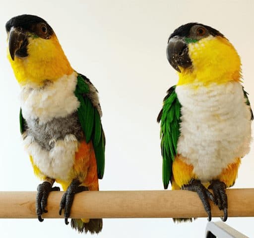 Caiques, who stayed with us