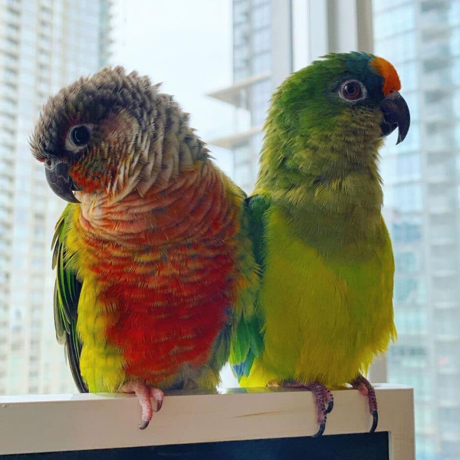 Conure Boarding