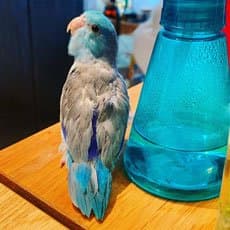 Parrotlet, who stayed with us