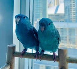 Linnies, who stayed with us