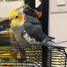 Cockatiel, who stayed with us