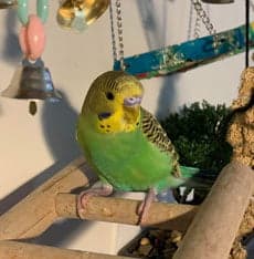 Budgie, who stayed with us