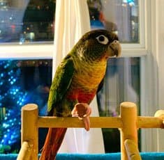 Conure, who stayed with us