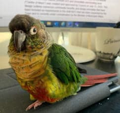 Conure, one of the birds Bird Sitting Toronto has looked after