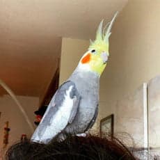 Cockatiel, one of the birds Bird Sitting Toronto has looked after