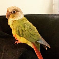 Conure, who stayed with us