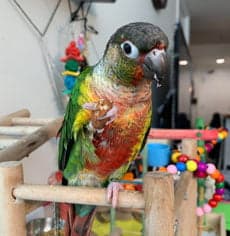 Conure, who stayed with us