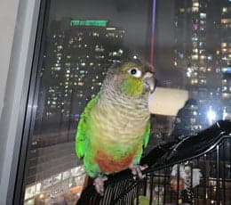 Conure, one of the birds Bird Sitting Toronto has looked after